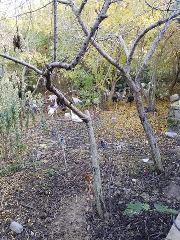 Hinduşka: Məhsul: Hind quşları (Biq 6 və “Beyləqan” sortları) Təsvir: - — 10