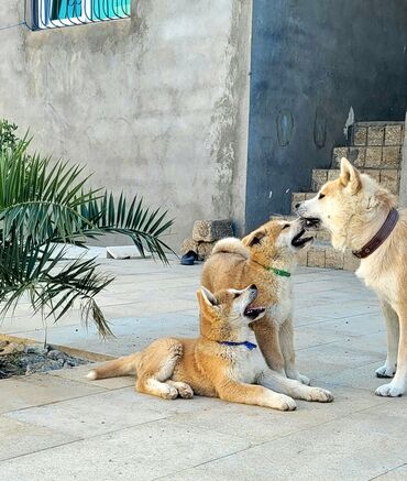 itler pitbul: Akita-inu, 3 ay, Erkek