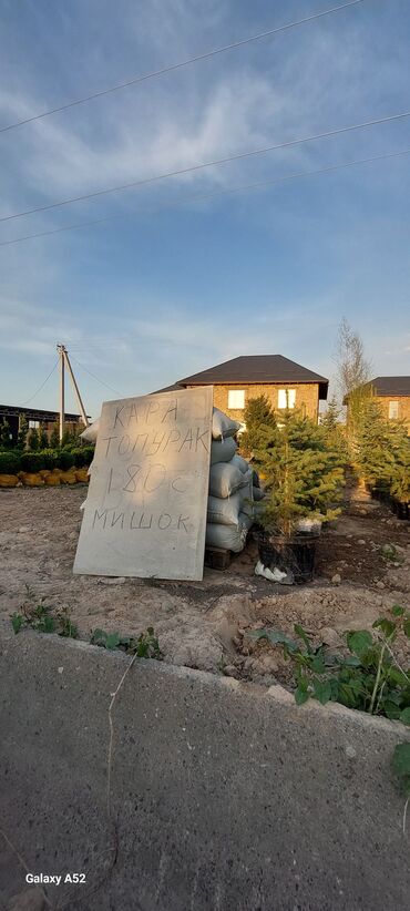 Декоративные деревья: Саженцы деревьев: Ели, Платная доставка — 8