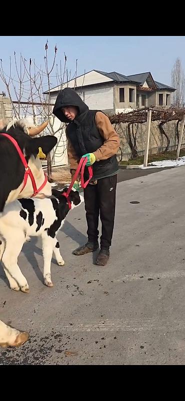 Inəklər, öküzlər: Südlük inək buzovla birlikdə - Cins: Holşteyn tipli, ağ-qara rəngli - — 5