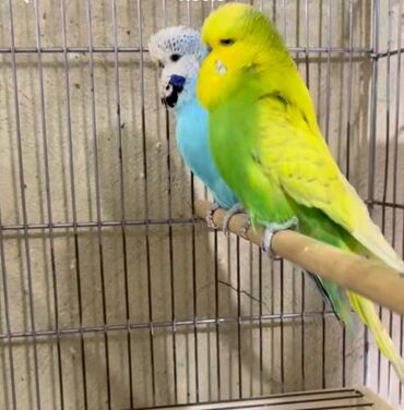 хары бюльбюль купить: Vistifka çex satıram altında 2 balası bir də 2 dolu yumurtası var