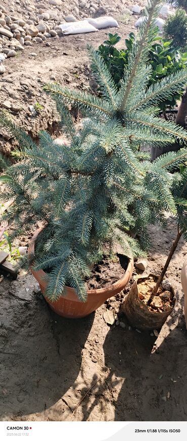 Садовые цветы и кустарники: Саженцы цветка — 5