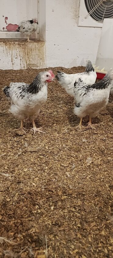 Toyuqlar: Toyuq, Broyler, Ətlik -da lalafo.az — 10 Toyuqlar: Toyuq, Broyler, Ətlik — 10