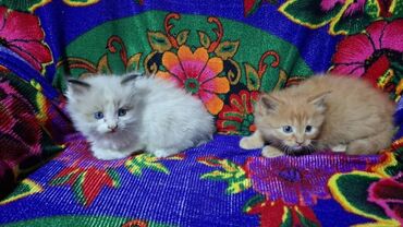объявления о найденных животных: Замечательные котятки мальчики по 2 месяца.в лоток ходят очень