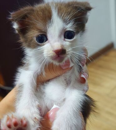 голая кошка сфинкс цена: Шотландские котята 1.5 месяца Цена окончательная!!! Мальчик