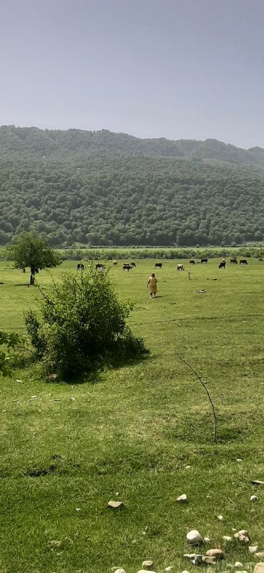 Sərnişin daşımaları: Minivan, 8 Oturacaq — 12