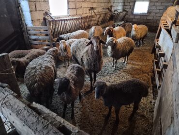 Qoyunlar, qoçlar: 15 balalı qoyun satlırr iri quzularla qiymət razılaşma yolu iləə — 8