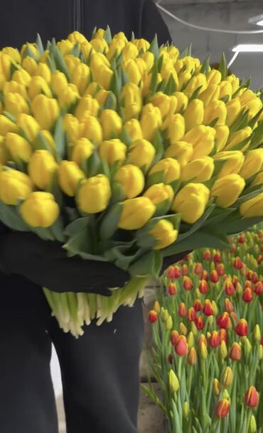 Цветы и букеты: Тюльпаны оптом 🌸Свежесть весны и аромат праздника – ваш секрет — 9