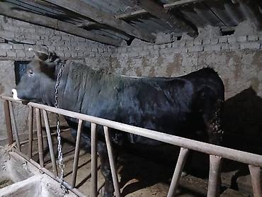 Коровы, быки: Продаю | Бык (самец) | Швицкая | На забой — 6