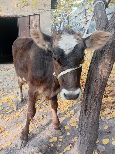 срочно продаю в связи с переездом: Продаю | Тёлка | Полукровка | На откорм | Привязанные