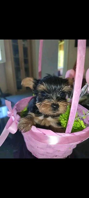 Psi: Jorkšir terijer – štenci iz kućnog legla majka ima kilo i po otac 980 — 15