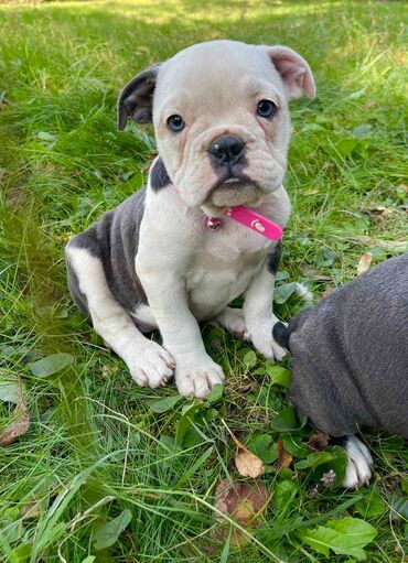 Psi: Odgajivacnica pasa "Happy Puppies" ima u ponudi prelepe stence — 5