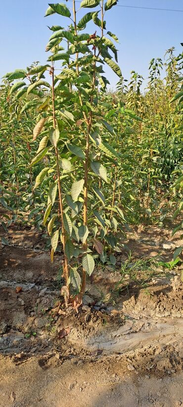 кофе 3 в 1: Кокон гилас кочоттору. воловой 3 ен таза ен жакшы сорт момосу узак