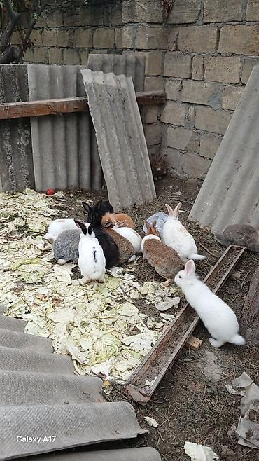 oranda balığı: Satılır real alıcı ilə razılaşmaq olar hamsi satılır ! — 5