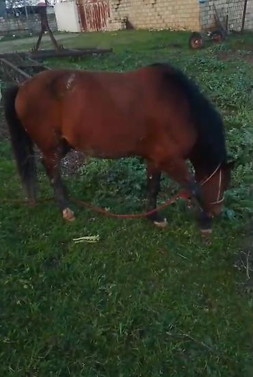 Atlar: Qəhvəyi rəngli at - Cins: yerli tip, qara yalı və quyruğu - Rəng — 9