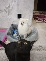 собаки доберман цена: Шпиц, 1 жаш, Эркек