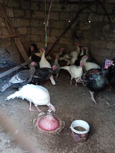 Hinduşka: Dişi, Kanada, Amerika, Damazlıq, Ünvandan götürmə — 13