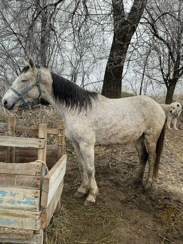 Лошади, кони: Продаю | Кобыла (самка) | Для молока, Рабочий | Мерин — 9