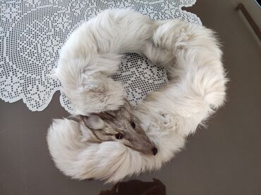 jakna najk: Polarna bela lisica bez nogica, nikada nošena! Davno kupljena i bila