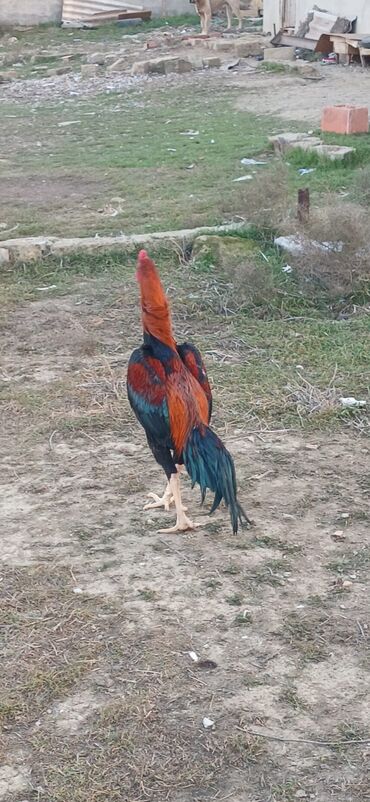 Xoruzlar: Xoruz, Heyratı, il: <1, Ödənişli çatdırılma — 8