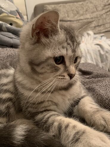 Коты: Срочно продаем Британский короткошерстый котенок 4 месяца Мальчик
