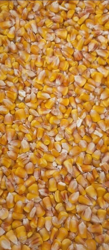 продаю связи с переездом: Кукуруза