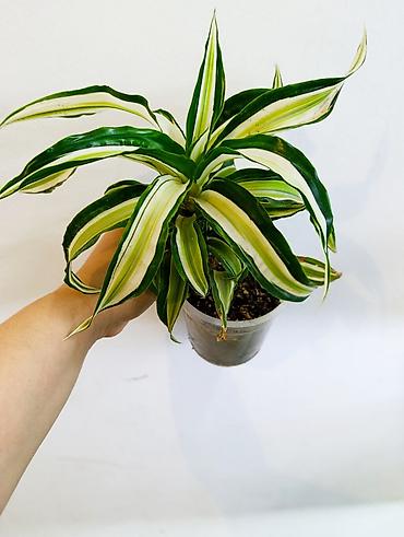 Драцены и Сансевиерии: Драцена (разные виды, в горшках) находится в Кара Балте - Эффектные — 13