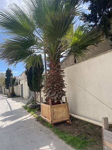 aqac: Vawiqton palma aqaci 2,10 metr govdesi var yoqun aqacdi qiymetde ciddi — 1