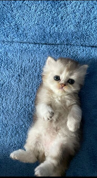 котики маленькие: 1 айлык, Эркек, Күмүш өңдүү шиншилла, Лотокко барууга үйрөтүлгөн