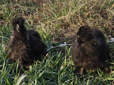 Куры, петухи: Продаю | Куры | Для разведения — 3