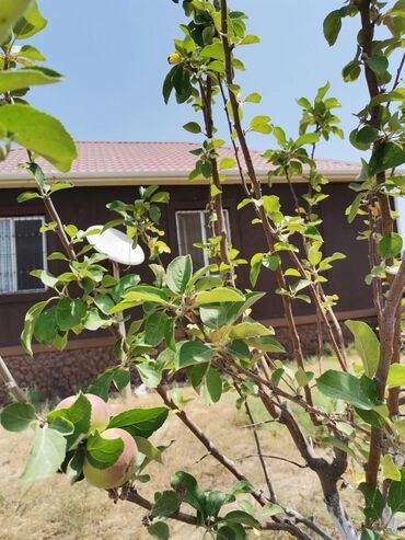 Bağ evlərinin satışı: Bakı, Qala qəs., 115 kv. m, 3 otaqlı, Hovuzsuz, Kombi — 1