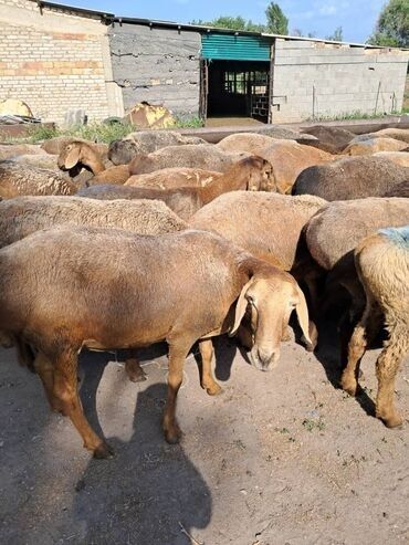 продажа охотничьих собак: Сатам | Ургаачы кой (ургаачы) | Союуга, Көбөйтүү үчүн | Ургаачы