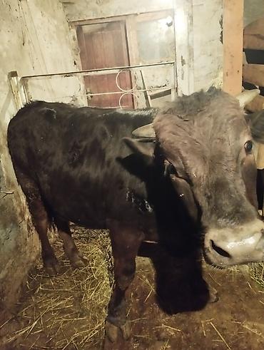 Коровы, быки: Продаю | Бык (самец) | На откорм | Привязанные — 10