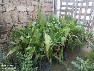 Ağaclar: Satılır: dekorativ bitkilər toplusu - Gül kolları (mini/çalı tipli) – — 9