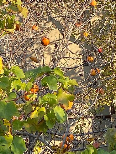 Divanlar: Künc divan, Açılmayan, Parça — 22