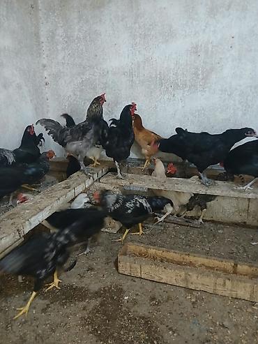 Toyuqlar: Toyuq, Yumurtalıq — 4