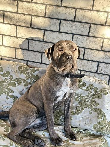 Продажа собак: Продаём девочку Кане Корса. Возраст 1год 8мес. Цена 11000 сом at lalafo.kg — 9 Продажа собак: Продаём девочку Кане Корса. Возраст 1год 8мес. Цена 11000 сом — 9