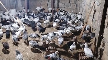 balaken heyvan satisi: 45 günlük Orginal Ataks və F6 cücələri Catdirilma var say çox olarsa — 6