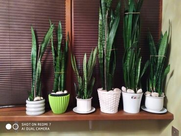 dekorativ bitkilər: Сансевьера растение для декора домовофисов. цены разные пишите