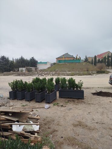 Bitkilər üçün dibçəklər: Məhsul: Dekorativ uzun formalı dibçəklər (ağac/kol əkilmiş) Endirim — 8