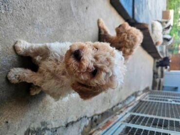 Psi: Lagotto Romagnolo, dostupni štenci Dostupni štenci Lagoto Romanjolo od — 5