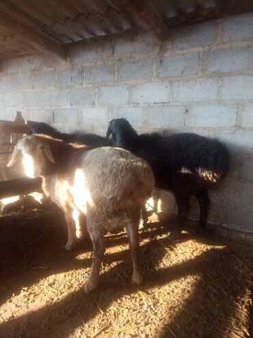Баран, овца: Продаю | Баран (самец) | Эдильбаевская, Арашан | Для разведения — 3