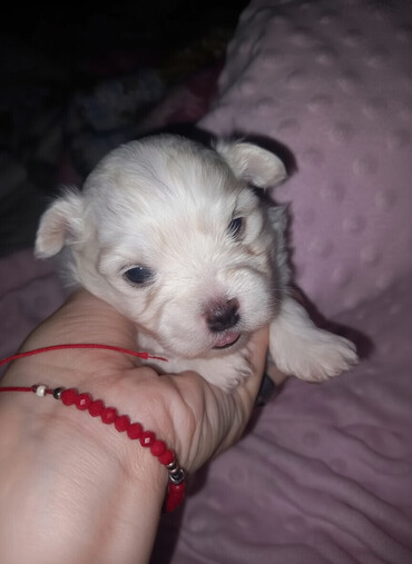 Psi: Malo belo štene – rase maltezer/pudl tip (toy veličina) - Starost — 3