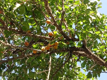 Продажа домов: Дом, 300 м², 4 комнаты, Собственник, Косметический ремонт at lalafo.kg — 14 Продажа домов: Дом, 300 м², 4 комнаты, Собственник, Косметический ремонт — 14