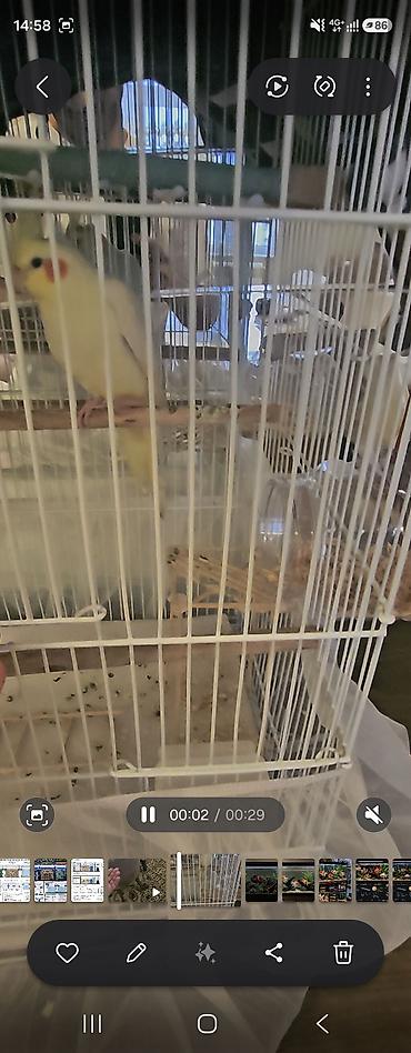 gence quşlar: Növ: Nimfa tutuquşusu (Cockatiel) Rəng: Açıq sarı/krem, yanaqlarda — 4