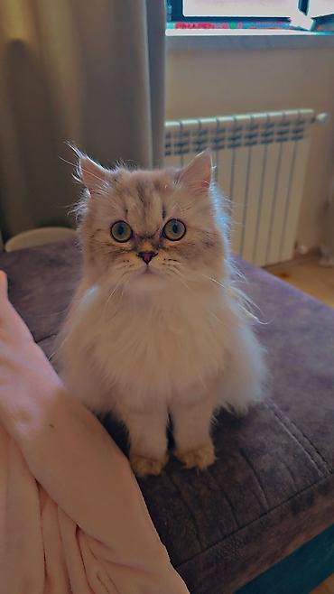 Pişiklər: Britan, Dişi, Yaxşı əllərə, Ünvandan götürmə — 8