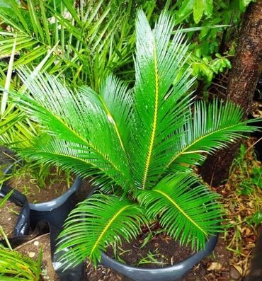 Palma: Texas Amerika palmasinin soqanlari satilir. Dibcekde hazir ekilib