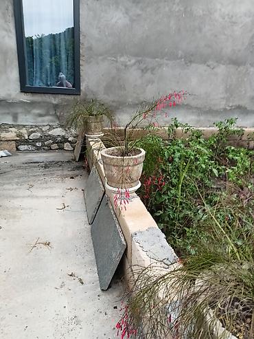 dəniz məhsulları satışı: .Beton ve plastik dibçəklərdə bitkilər. Qiymət növünə görə 15-25 azn — 8