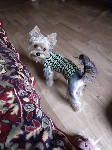 york terrier: Yorkşir teryer — 2