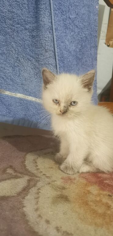 продам домик для кошки: Скотиш Страйт (Шотландская прямоухая), 2 месяца, Девочка, Белый, Проглистована